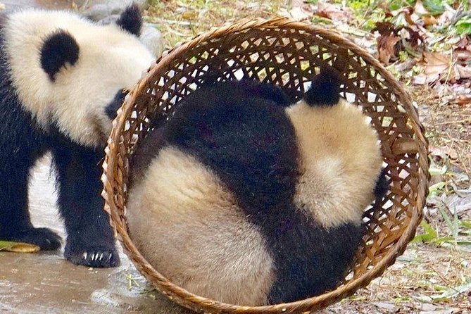 Chengdu Panda Tour and Taste Spicy Hotpot - Pickup and Drop-off Details