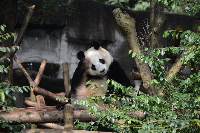 Chengdu Panda Tour and Taste Spicy Hotpot - Booking and Cancellation Policy