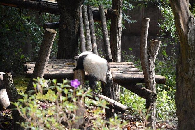 Chengdu Panda Tour and Taste Spicy Hotpot - Spicy Hotpot Lunch