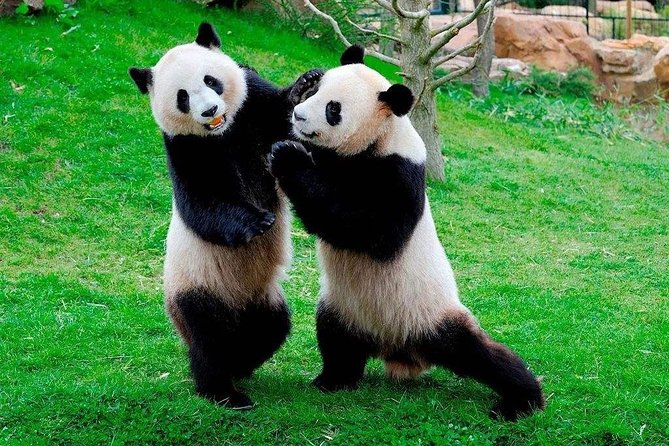 Chengdu Private Day Tour to Panda Base With Optional Volunteer - Inclusions and Pricing