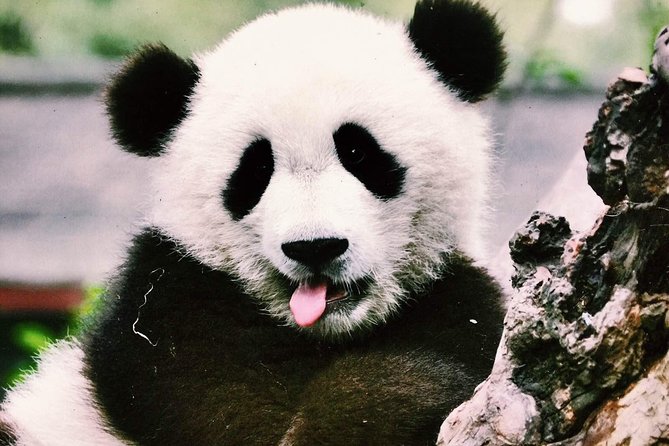 Chengdu Private Day Tour to Panda Base With Optional Volunteer - Past Travelers Experiences and Feedback