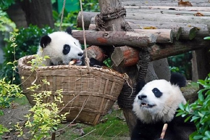 Chengdu Private Full Day Panda Breeding Center and Sanxingdui Museum Tour - Highlights of the Itinerary