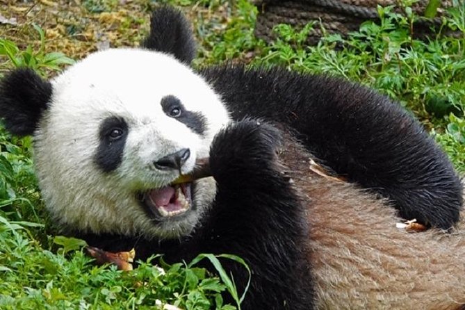 Chengdu Private Full Day Panda Breeding Center and Sanxingdui Museum Tour - Exploring the Panda Breeding Center