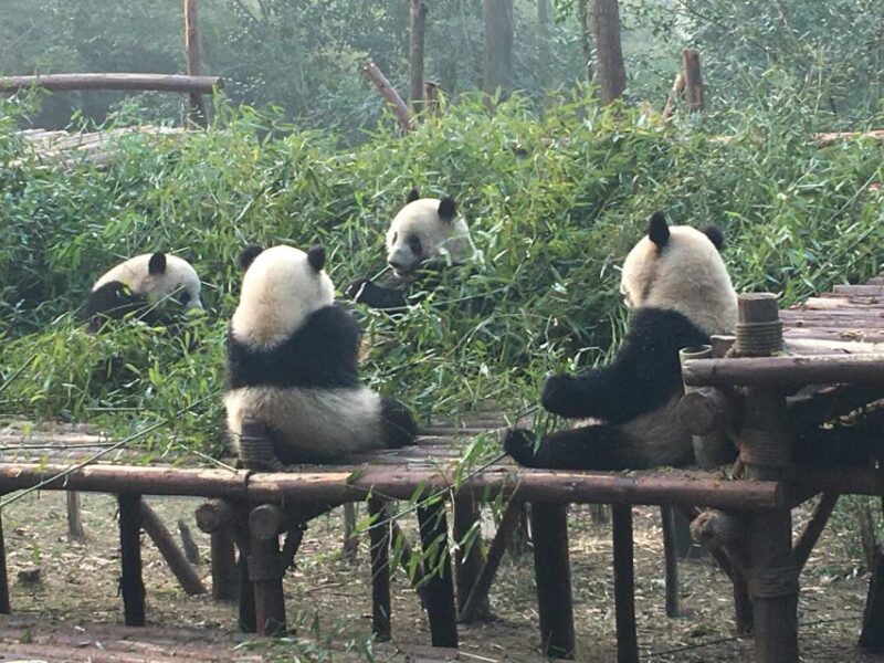 Chengdu: Private Full-Day Panda, City, Museum, & Park Tour - Itinerary Highlights