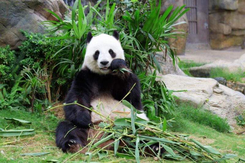 Chengdu: Private Full-Day Panda, City, Museum, & Park Tour - Important Notes