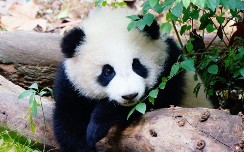 Chengdu: Private Full-Day Panda, City, Museum, & Park Tour - Customer Experience