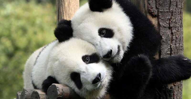Chengdu: Private Full-Day Panda, City, Museum, & Park Tour - Booking Information