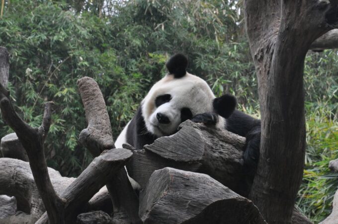 Chengdu: Private Full-Day Panda, City, Museum, & Park Tour - Chengdu Giant Panda Breeding and Research Center