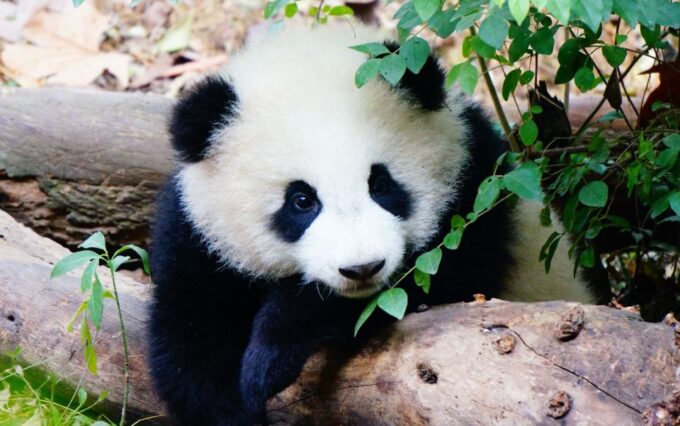 Chengdu: Private Full-Day Panda, City, Museum, & Park Tour - Jinli Street