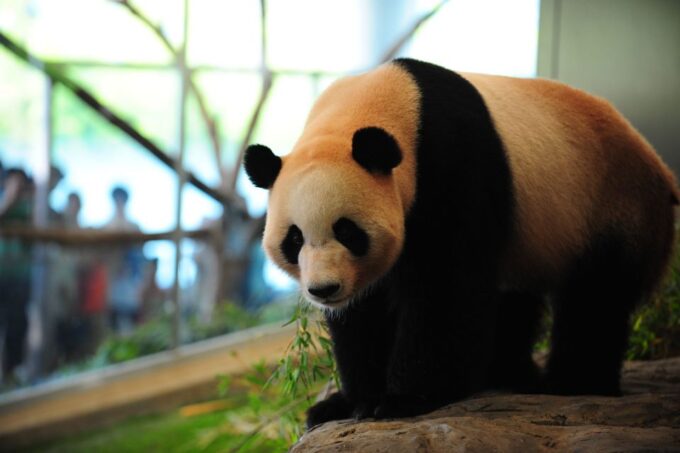 Chengdu: Private Full-Day Panda, City, Museum, & Park Tour - Frequently Asked Questions