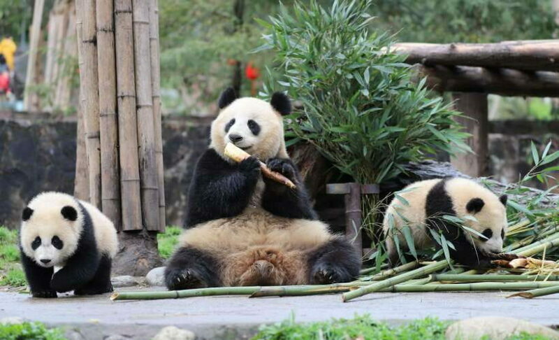 Chengdu: Private Kung Fu Panda Movie Tour with Guide - An In-Depth Look at the Experience