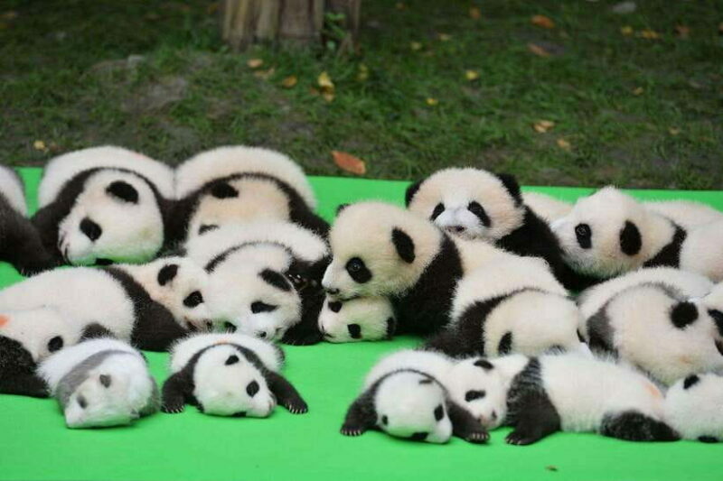 Chengdu: Private Kung Fu Panda Movie Tour with Guide - Authentic Experiences and Unique Highlights
