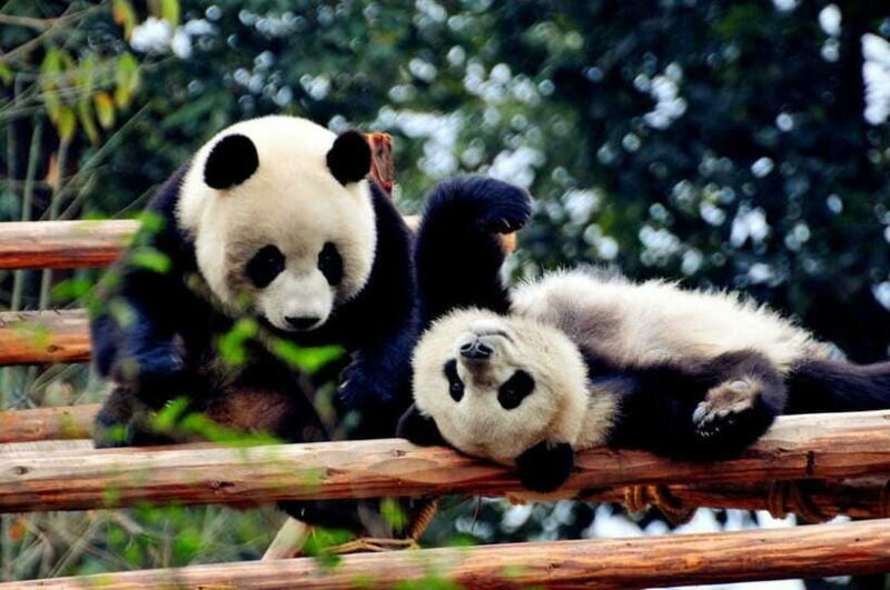 Chengdu: Private Kung Fu Panda Movie Tour with Guide - Who Will Enjoy This Tour Most?