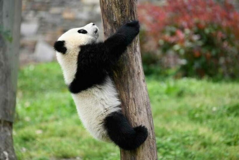 Chengdu: Private Kung Fu Panda Movie Tour with Guide - The Sum Up