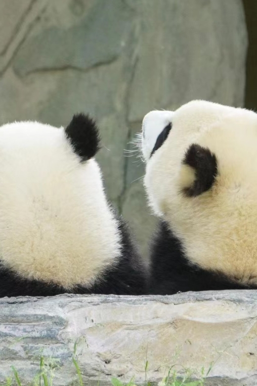 Chengdu: Private Panda Base Tour With 80 Pandas - Key Points