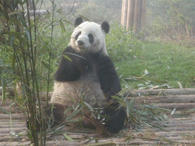 Chengdu: Private Panda Base Tour With 80 Pandas - Inclusions and Exclusions