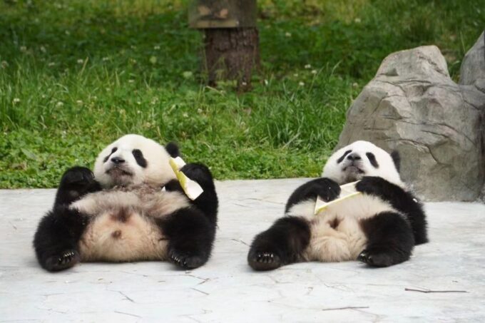 Chengdu: Private Panda Base Tour With 80 Pandas - How to Book