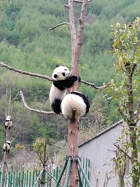 Chengdu: Private Panda Tour at Panda Breeding Base - Key Points