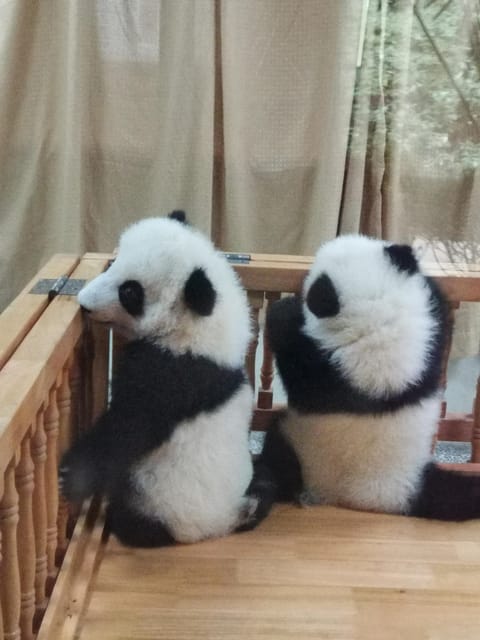 Chengdu: Private Panda Tour at Panda Breeding Base - Transportation and Drop-off Locations