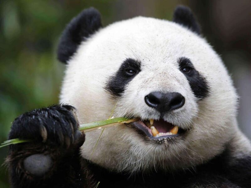 Chengdu: Private Panda Tour at Panda Breeding Base - Tour Inclusions and Exclusions