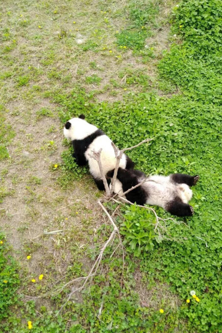 Chengdu: Private Panda Tour at Panda Breeding Base - Visitor Information
