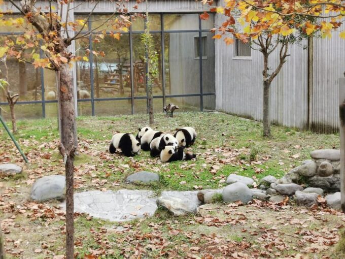 Chengdu: Private Panda Tour at Panda Breeding Base - Frequently Asked Questions