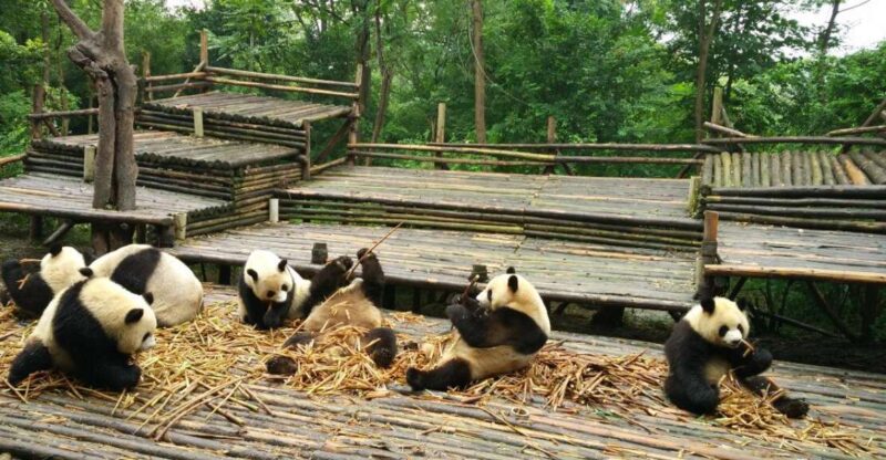 Chengdu Private Tour of Leshan Buddha and Panda Base - Leshan Giant Buddha