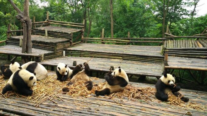 Chengdu Private Tour of Leshan Buddha and Panda Base - Customer Feedback