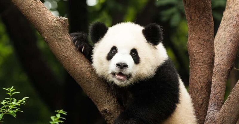 Chengdu: Research Base of Giant Panda Breeding E-Ticket - Key Points