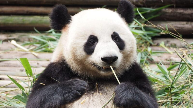 Chengdu: Research Base of Giant Panda Breeding E-Ticket - Booking and Cancellation Policy