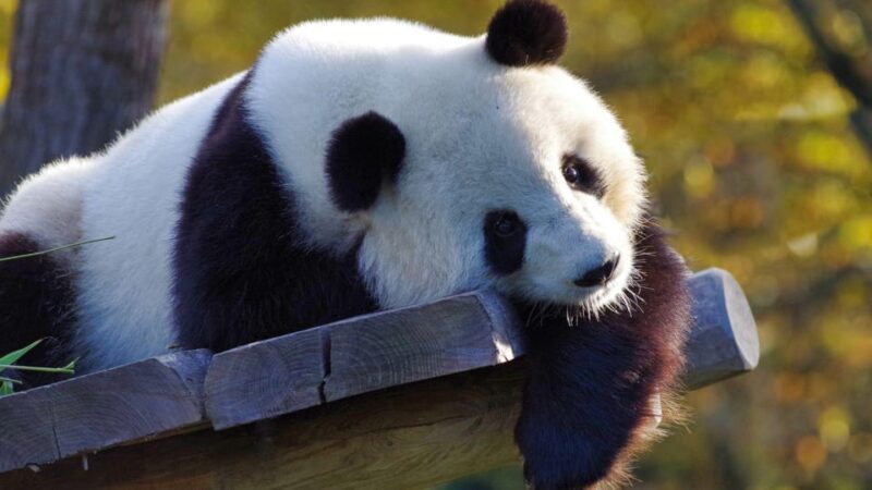 Chengdu: Research Base of Giant Panda Breeding E-Ticket - Included Features