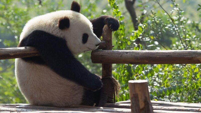Chengdu: Research Base of Giant Panda Breeding E-Ticket - Visitor Information