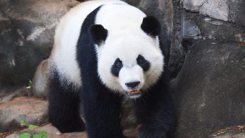 Chengdu: Research Base of Giant Panda Breeding E-Ticket - Customer Reviews and Recommendations