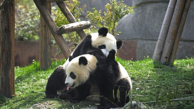 Chengdu: Research Base of Giant Panda Breeding E-Ticket - Best Time to Visit