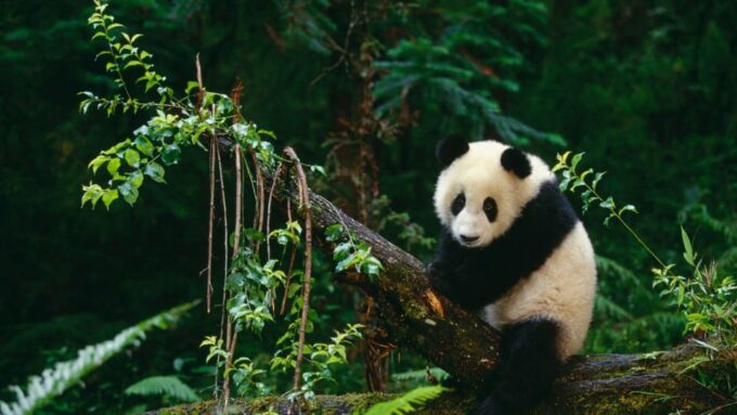 Chengdu: Research Base of Giant Panda Breeding E-Ticket - Accessibility and Facilities