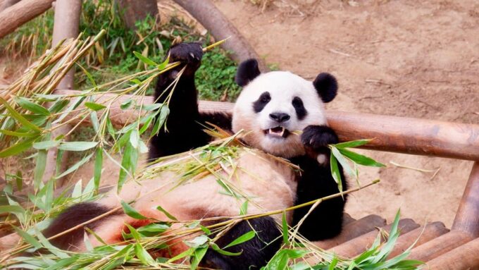 Chengdu: Research Base of Giant Panda Breeding E-Ticket - Directions and Transportation