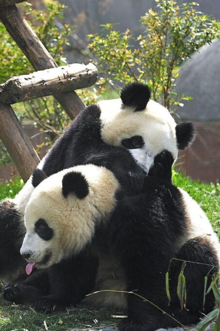 Chengdu: Research Base of Giant Panda Breeding E-Ticket - Frequently Asked Questions