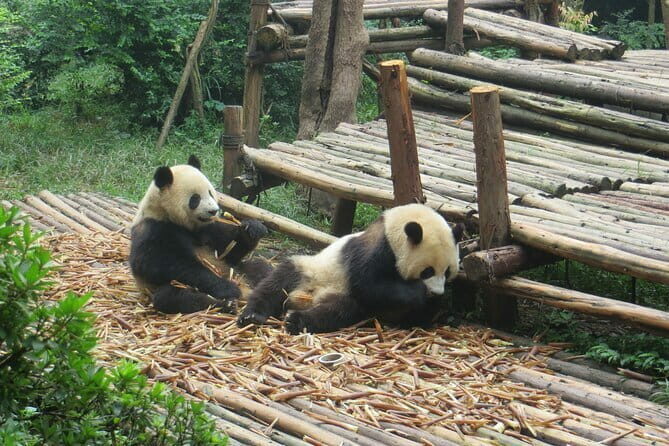 Chengdu Research Base of Giant Panda Breeding Ticket pre-booking - Key Points