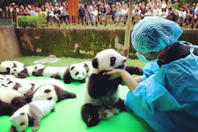 Chengdu Research Base of Giant Panda Breeding Ticket pre-booking - Practical Aspects and Tips