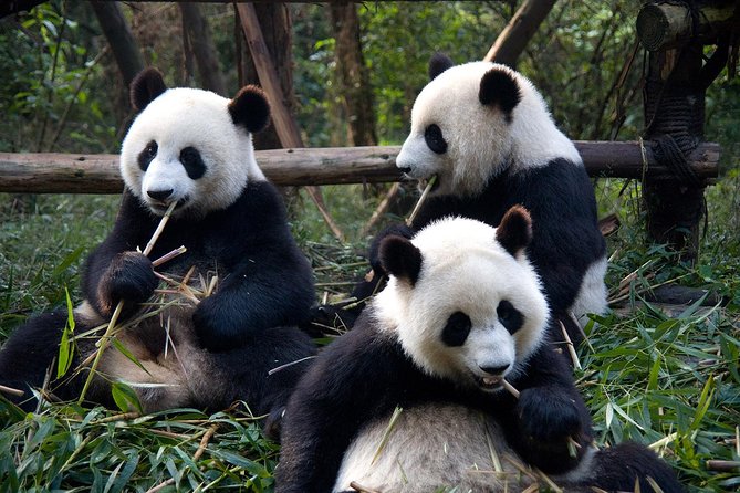 Chengdu Side Trip to Fairy Jiuzhaigou - Accommodation and Meals