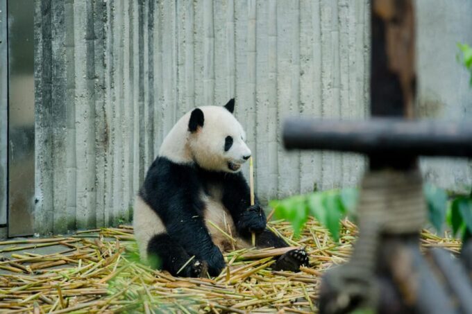 Chengdu to Dujiangyan or Wolong Panda Volunteering Day Tour - Free Cancellation Policy
