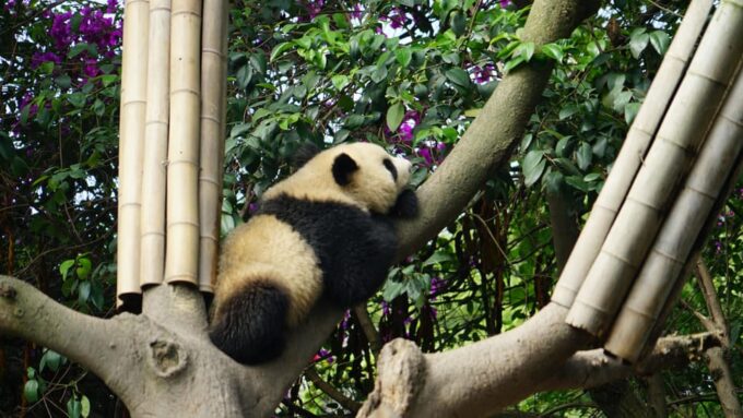 Chengdu to Dujiangyan or Wolong Panda Volunteering Day Tour - Panda Keeper Volunteer Fee
