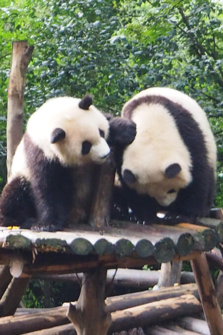 Chengdu to Dujiangyan or Wolong Panda Volunteering Day Tour - Frequently Asked Questions