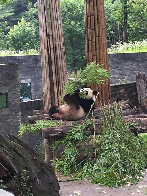 Chengdu:Giant Pandas and Old Chengdu Day Tour - Key Points