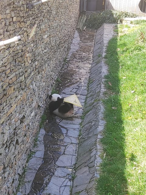 Chengdu:Giant Pandas and Old Chengdu Day Tour - Itinerary