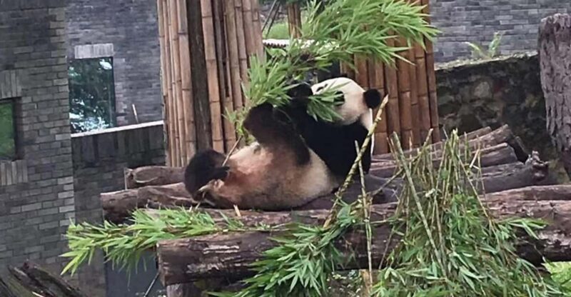 Chengdu:Giant Pandas and Old Chengdu Day Tour - Cancellation Policy