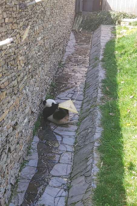 Chengdu:Giant Pandas and Old Chengdu Day Tour - Frequently Asked Questions