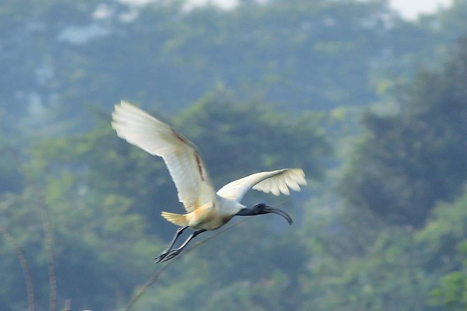 Chennai, Guided Birding And Birding Photo Trip With Spot Scope, 2 to 3 Hours - Birding Statistics