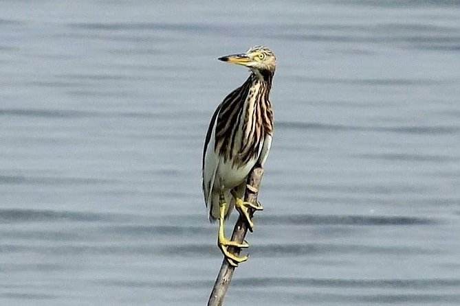 Chennai, Guided Birding And Birding Photo Trip With Spot Scope, 2 to 3 Hours - Excellent Guide Knowledge