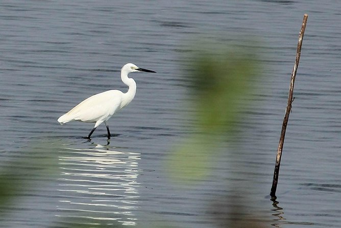 Chennai, Guided Birding And Birding Photo Trip With Spot Scope, 2 to 3 Hours - Tailored Experience Ensured
